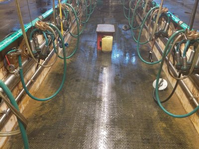 GEA Farm Technologies Fischgrätenmelkstand Melkstand