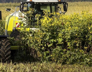 Claas Idass Easy WaY50 Pickup 5m hlpb Silphie / for Claas